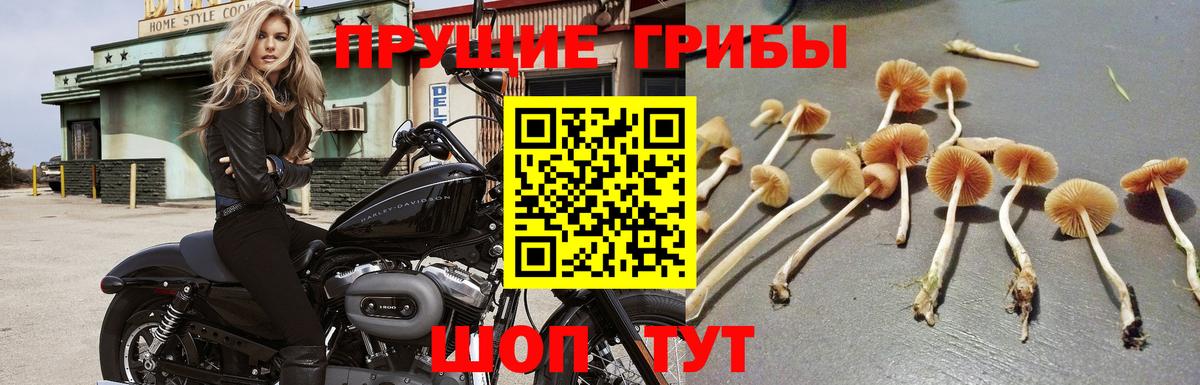 Зерноград  Галлюциногенные грибы Cubensis  магазин  наркотиков  Вход с VPN 
