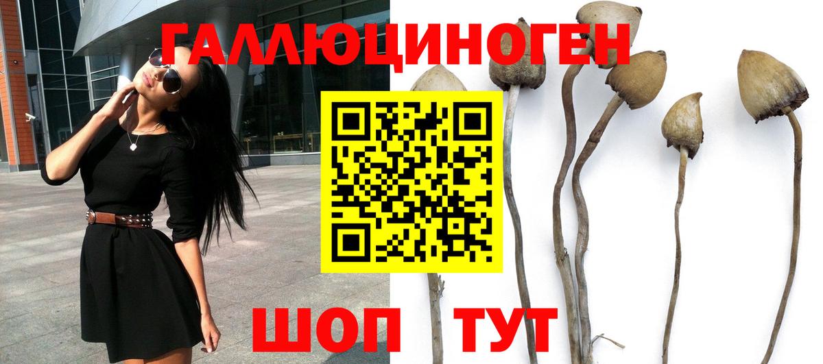 Псилоцибиновые грибы Cubensis Зерноград